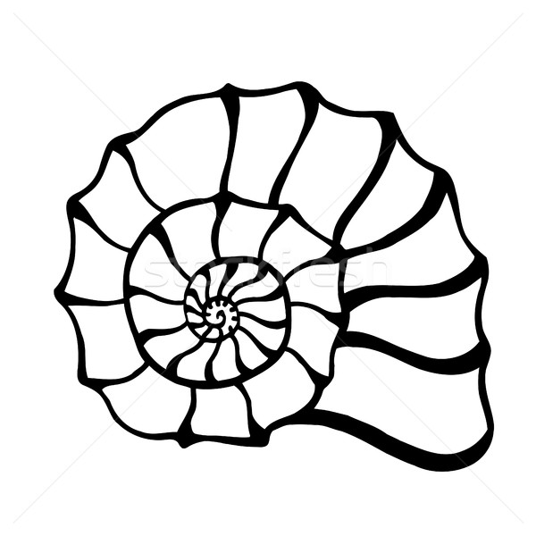 black sea cockleshell. Stock photo © frescomovie