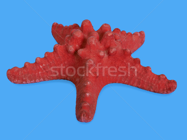 Red Starfish. Hight res. Isolated on blue Stock photo © frescomovie
