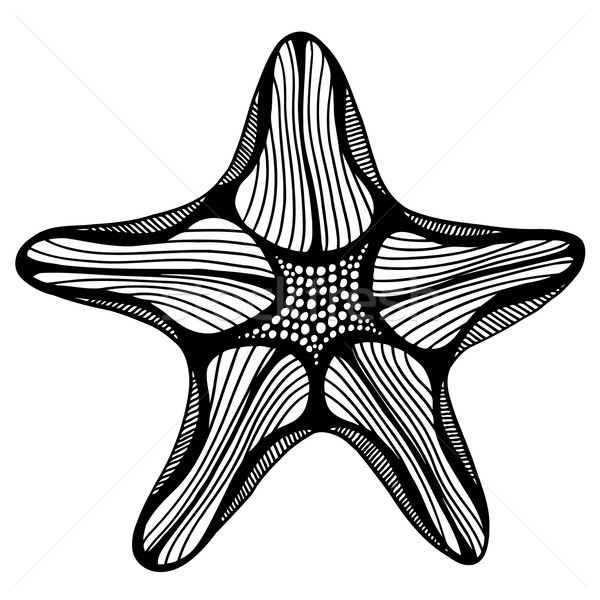 Stock photo: Black contour starfish illustration.