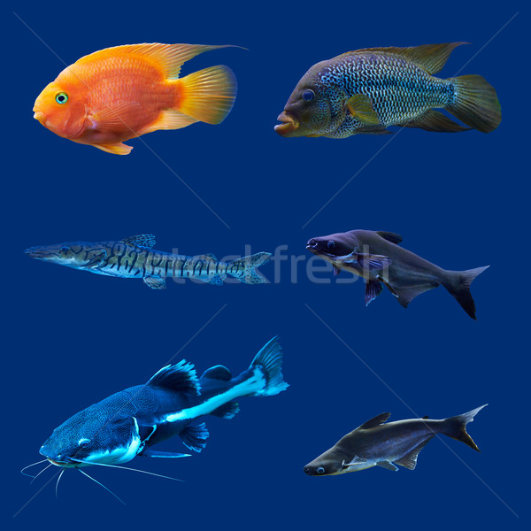 Set of tropical fish. Isolated on blue. Hight res. Stock photo © frescomovie