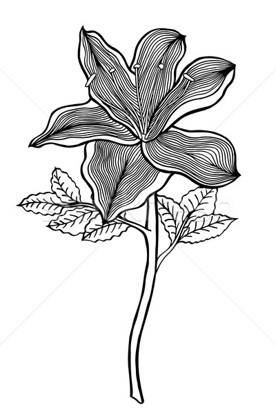 Fiore in bianco e nero sketch vettore isolato Foto d'archivio © frescomovie