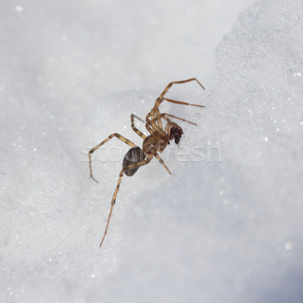 Spider in the snow Stock photo © frescomovie