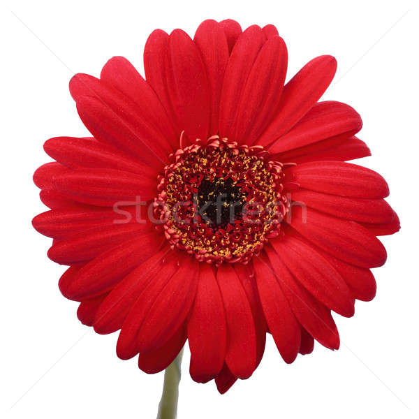 Stock photo: flower