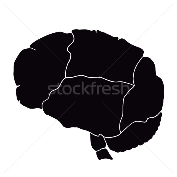 Insan iç organ beyin yalıtılmış vektör Stok fotoğraf © frescomovie