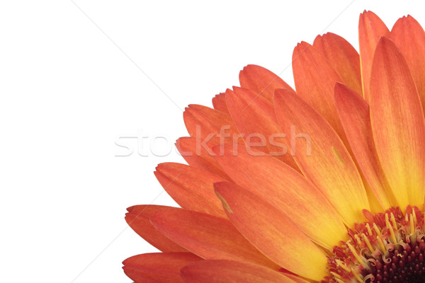 flower Stock photo © frescomovie