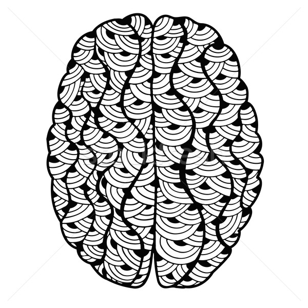 Creierul uman mazgalitura decorativ curbe schita Imagine de stoc © frescomovie
