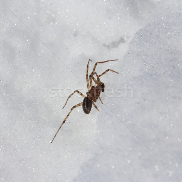 Spider in the snow Stock photo © frescomovie