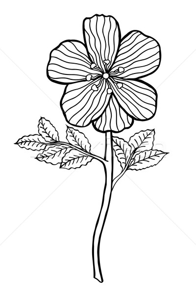 Dibujado a mano flor monocromo boceto vector aislado Foto stock © frescomovie