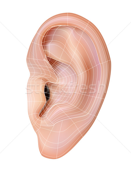 Human Ear Stock photo © frescomovie