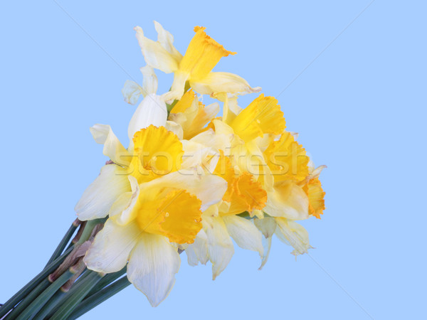 Yellow narcissus Stock photo © frescomovie