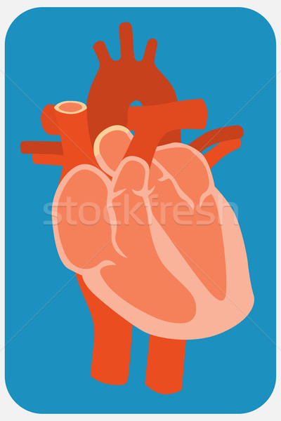 Human heart. Stock photo © frescomovie