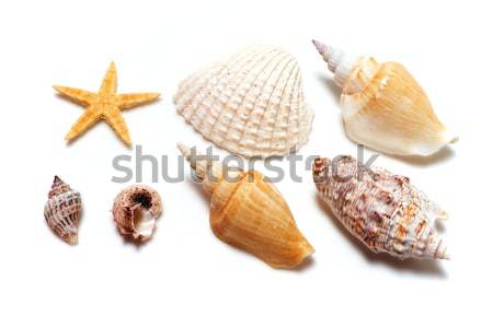 shells Stock photo © frescomovie