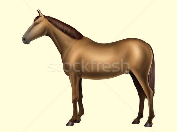 Horse anatomy - Body parts - No text Stock photo © fresh_7266481