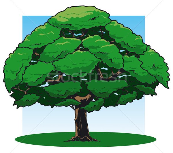 Stejar ilustrare copac iarbă verde ramură Imagine de stoc © fresh_7266481