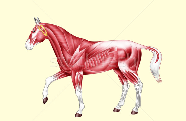 Horse anatomy - Muscles - No text Stock photo © fresh_7266481
