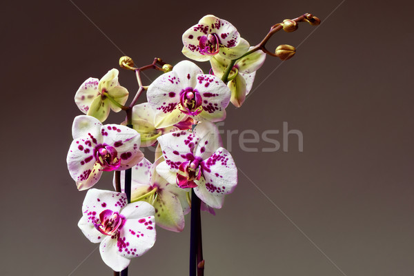 Foto stock: Branco · roxo · orquídea · primavera