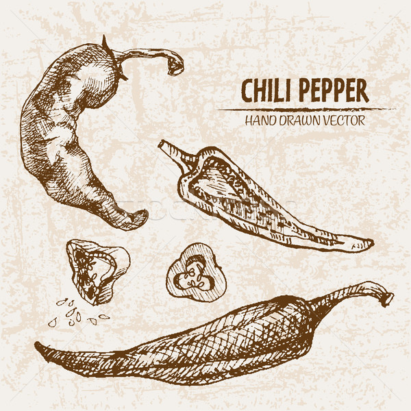 Digital vector detailed line art chili pepeper Stock photo © frimufilms