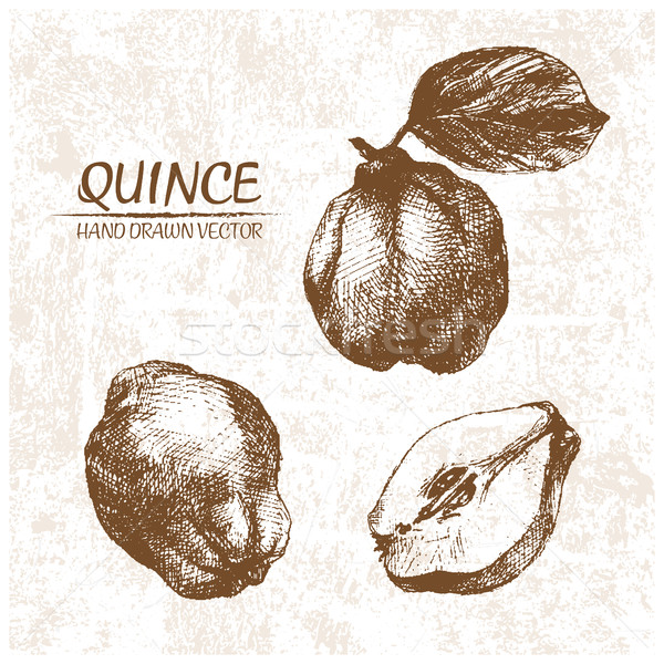 Digital vector detailed quince hand drawn Stock photo © frimufilms