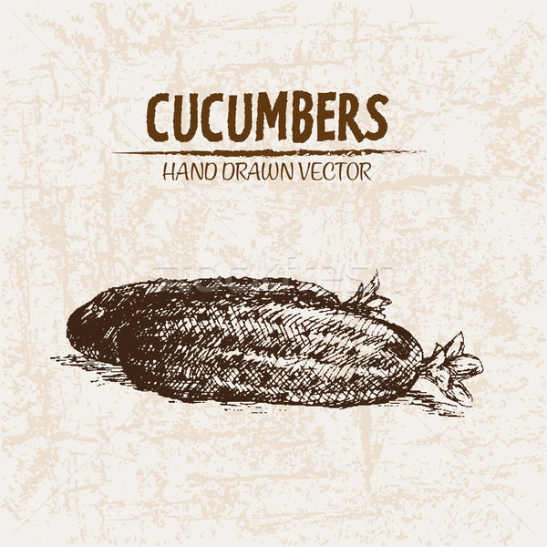 Stock photo: Digital vector detailed line art cucumber