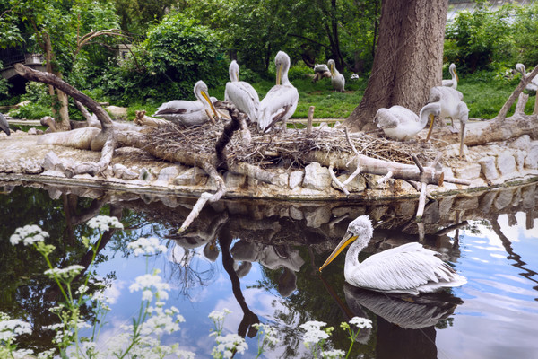 White pelican group at the lake with reflection Stock photo © frimufilms