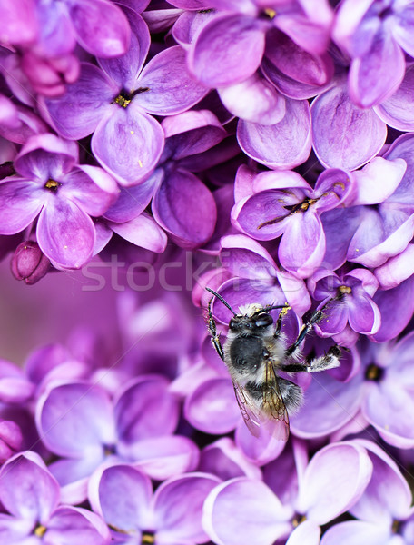 Macro image of spring lilac flower over soft abstract green background and a pollinating bee Stock photo © frimufilms