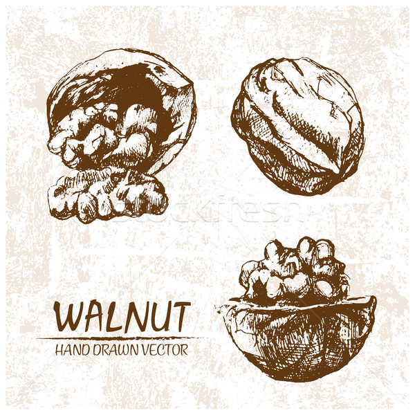 Digital vector walnut hand drawn illustration Stock photo © frimufilms