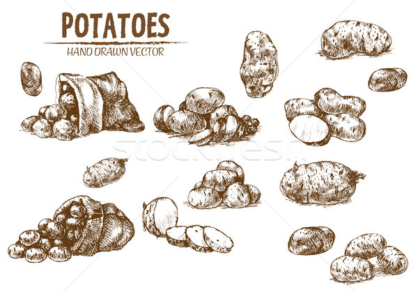 Digital vector detailed line art potato Stock photo © frimufilms