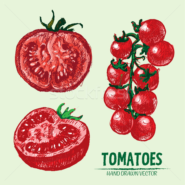 Digitalen Vektor detaillierte Tomaten Hand gezeichnet Farbe Stock foto © frimufilms