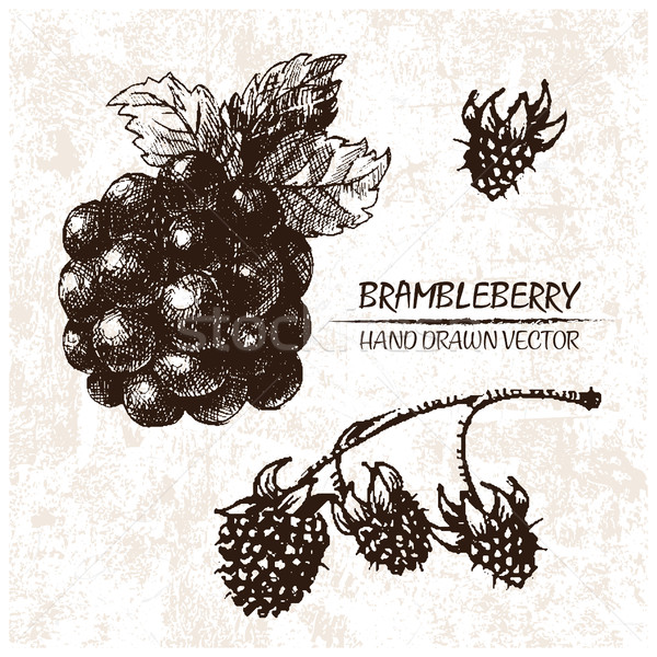 Digital vector detailed brambleberry hand drawn Stock photo © frimufilms