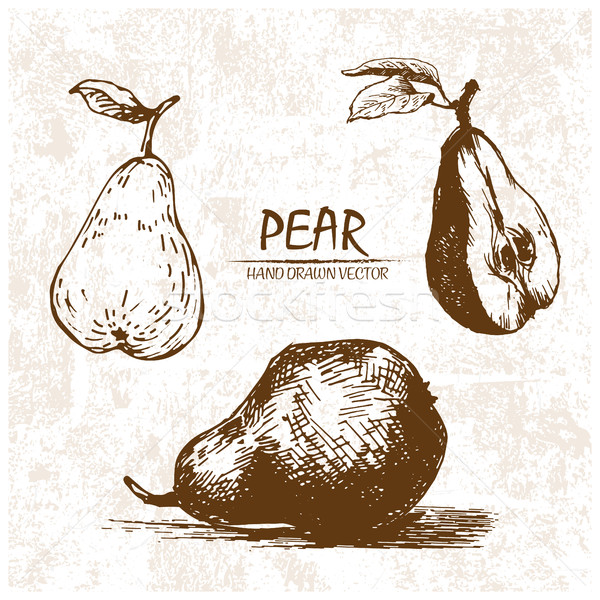 Digital vector detailed pear hand drawn Stock photo © frimufilms