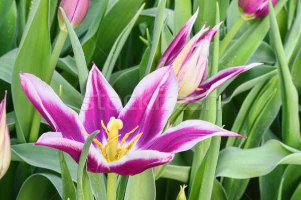 Purple narcissus, close up Stock photo © frimufilms
