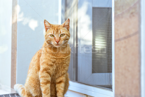 Fotografia czerwony kot zielone oczy patrząc Zdjęcia stock © frimufilms