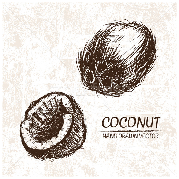 Digital vector detailed coconut hand drawn Stock photo © frimufilms