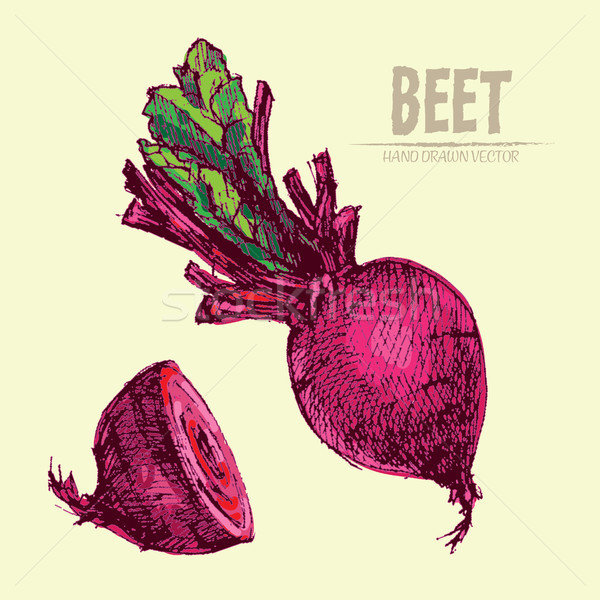 Digital vector detailed line art color beet Stock photo © frimufilms