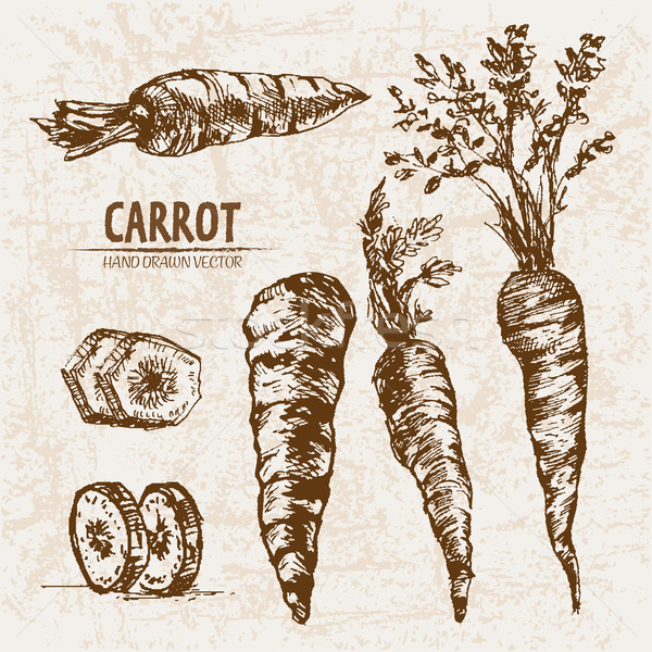 Stock photo: Digital vector detailed line art carrot