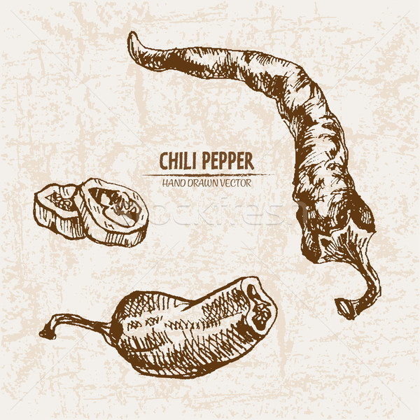 Digital vector detailed line art chili pepeper Stock photo © frimufilms