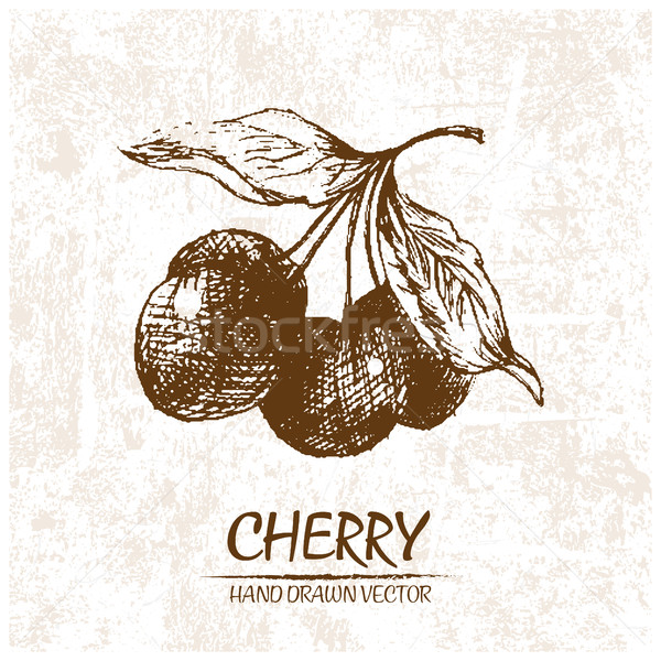 Digital vector detailed cherry hand drawn Stock photo © frimufilms