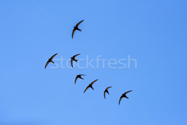 Stock fotó: Fekete · csőr · repülés · kék · ég · fa · tavasz