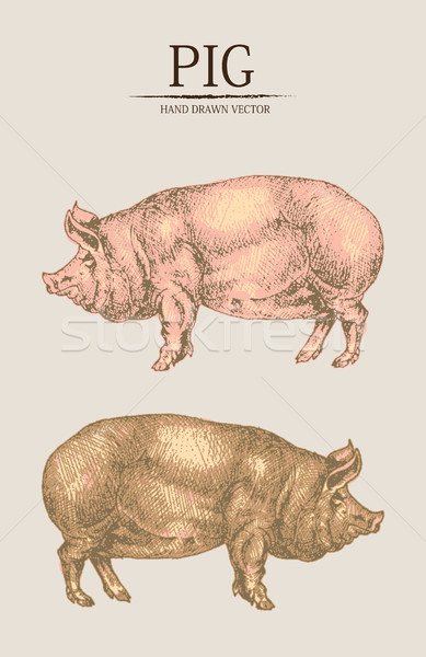 Digital vector detailed pig hand drawn Stock photo © frimufilms