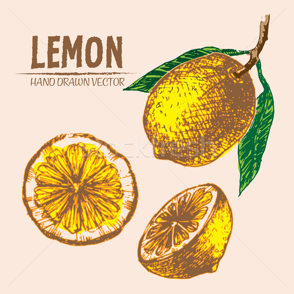 ストックフォト: デジタル · ベクトル · 詳しい · 色 · レモン · 手描き