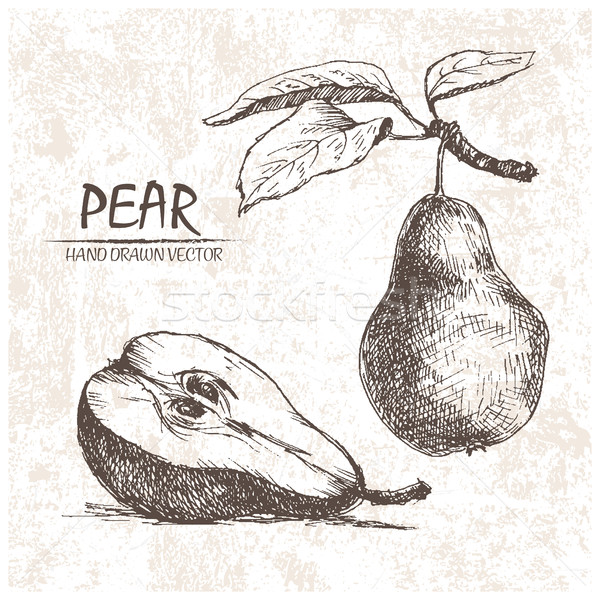 Digital vector detailed pear hand drawn Stock photo © frimufilms