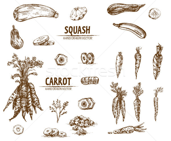 Stock photo: Digital vector detailed line art squash