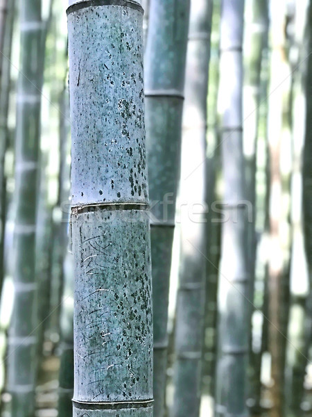 Close-up macro view to bamboo stick in a forest garden Stock photo © frimufilms