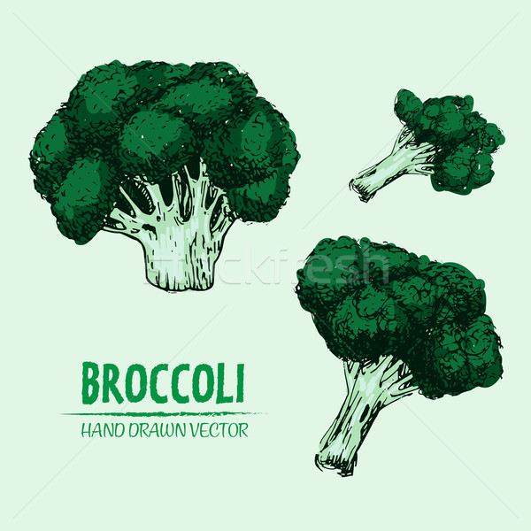 Digital vetor detalhado cor brócolis Foto stock © frimufilms