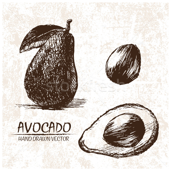 Digital vector detailed avocado hand drawn Stock photo © frimufilms