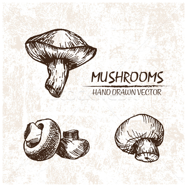 Stock photo: Digital vector detailed mushrooms hand drawn