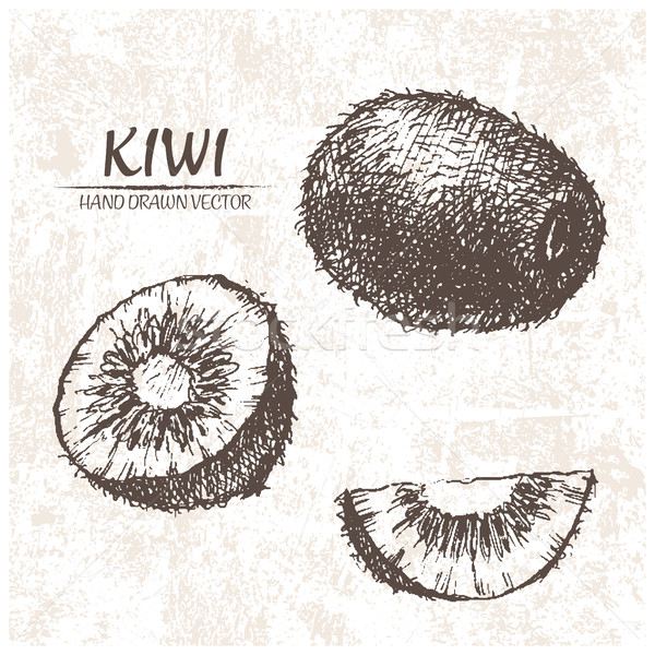 Numérique vecteur détaillée kiwi dessinés à la main rétro Photo stock © frimufilms