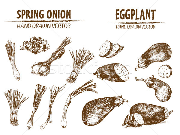 Digital vector detailed line art spring onion Stock photo © frimufilms