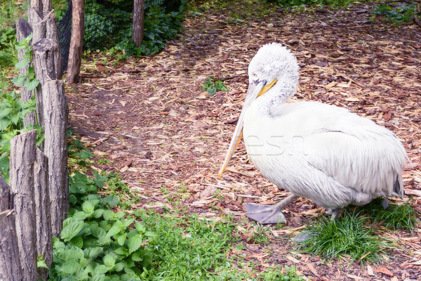 White pelican, pelecanus onocrotalus Stock photo © frimufilms