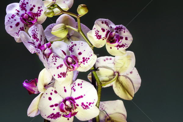 Stock fotó: Fehér · lila · virágzó · orchidea · közelkép · tavasz